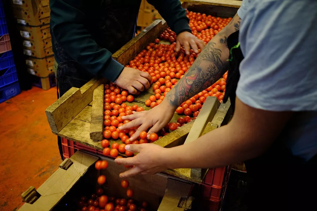 WORKERS HANDS SORT TOMATOES INTO A BOX