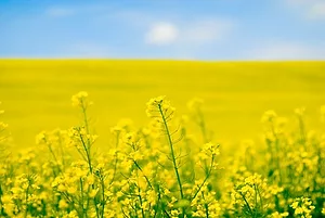 A FIELD OF BRIGHT YELLOW FLOWERS UNDER BLUE SKIES