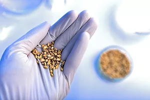 A hand wearing a purple medical glove, holding a handful of brown seeds above a table with a petri dish filled with those same seeds