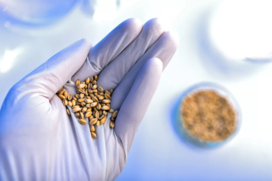 A hand wearing a purple medical glove, holding a handful of brown seeds above a table with a petri dish filled with those same seeds
