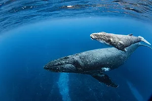 Two large whales swimming through a bright blue ocean
