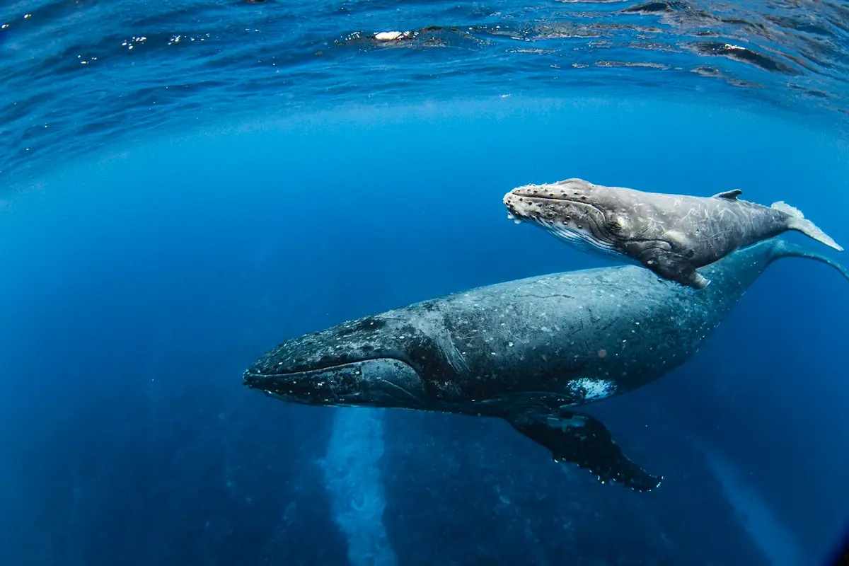 Whales ocean conservation environment istock 1691211636