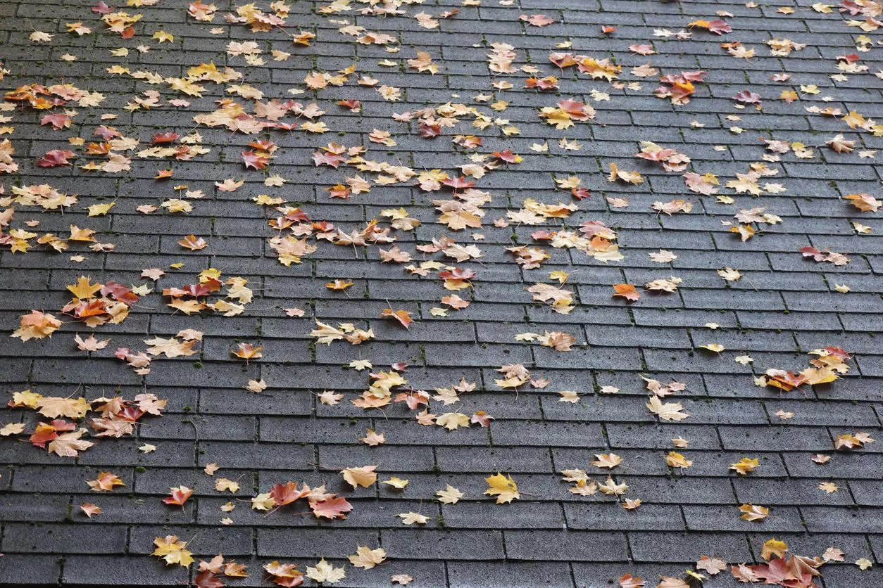 Leaves on a roof istock artiste9999 1759886263