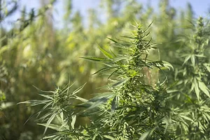 An array of leafy green cannabis plants on a sunny day on a farm