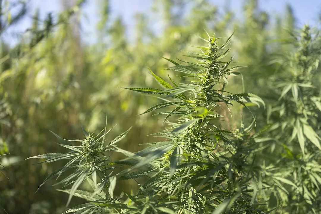 An array of leafy green cannabis plants on a sunny day on a farm