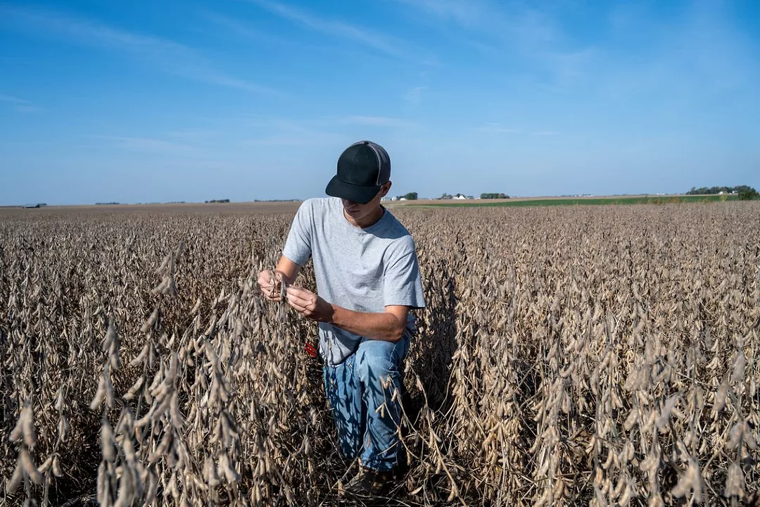 A YOUNG MAN IN JEANS, TEESHIRT AND BASEBALL CAP INSPECTS A STALK OF GRAIN IN A HUGE FIELD OF BROWN PLANTS.