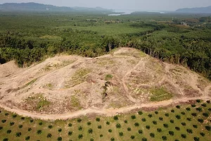 LUSH RAINFOREST IS BORDERED BY BROWN CLEARED EARTH AND SAPLING PLANTED TREES