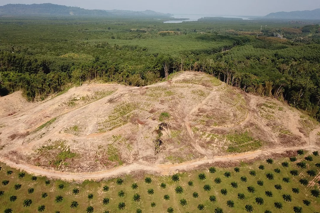 LUSH RAINFOREST IS BORDERED BY BROWN CLEARED EARTH AND SAPLING PLANTED TREES