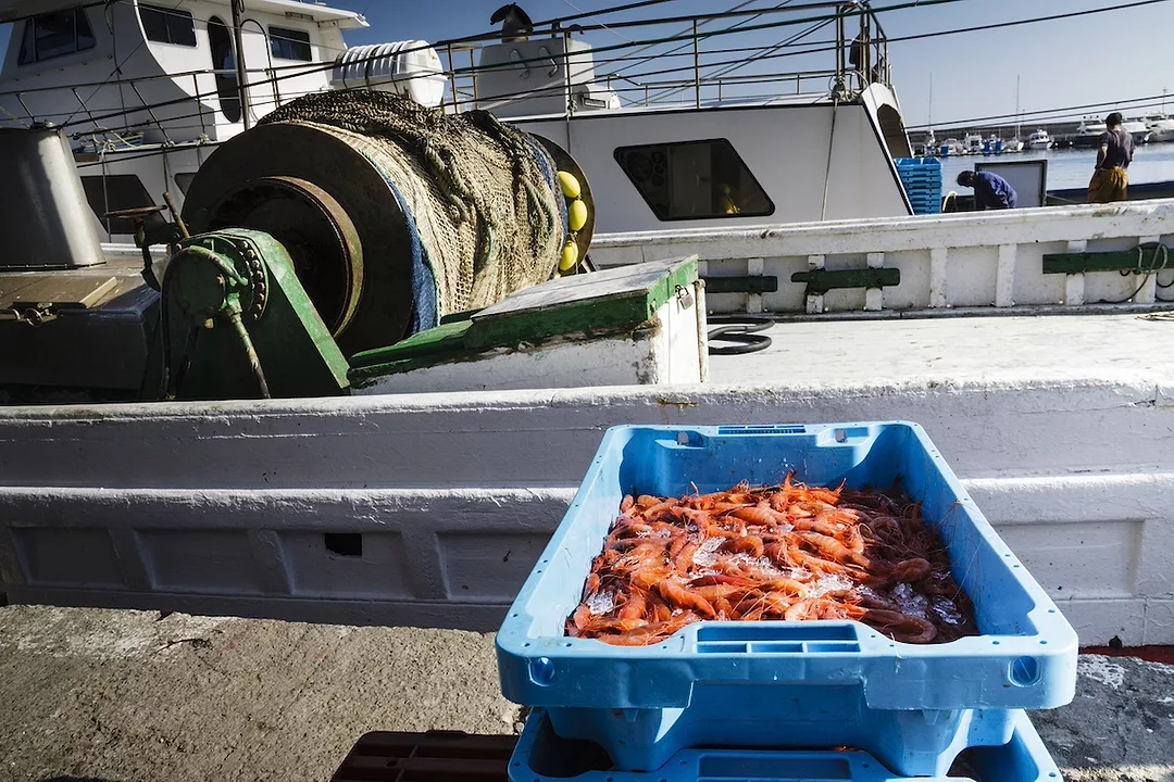 A plastic blue top of red shrimp, sitting next to a white fishing boat docked along a shoreline