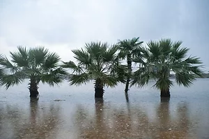 Palms on the beach and promenade flooded by sea in a stormy weather