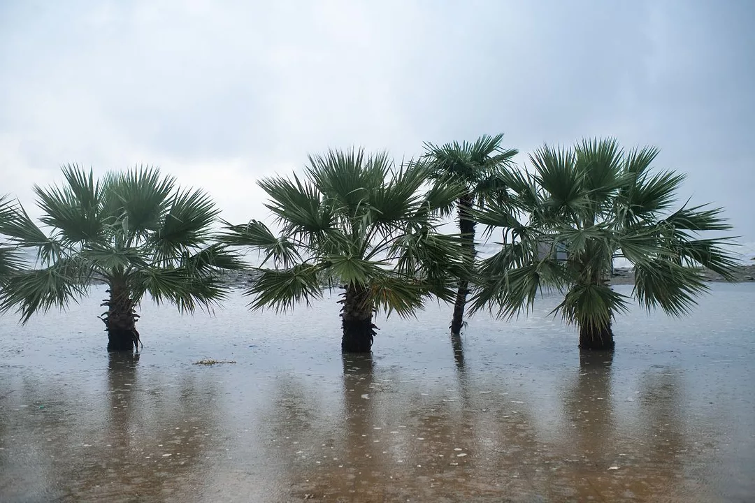 Palms on the beach and promenade flooded by sea in a stormy weather