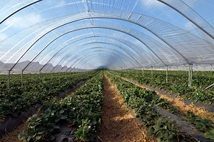 PLANTS GROW IN ROWS IN A LONG PLASTIC TUNNEL, MOUNTAINS VISIBLE THROUGH THE CLEAR PLASTIC COVER