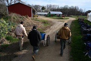 THREE WORKERS PUSH WHEELBARROWS DOWN A DIRT PATH ON A FARM