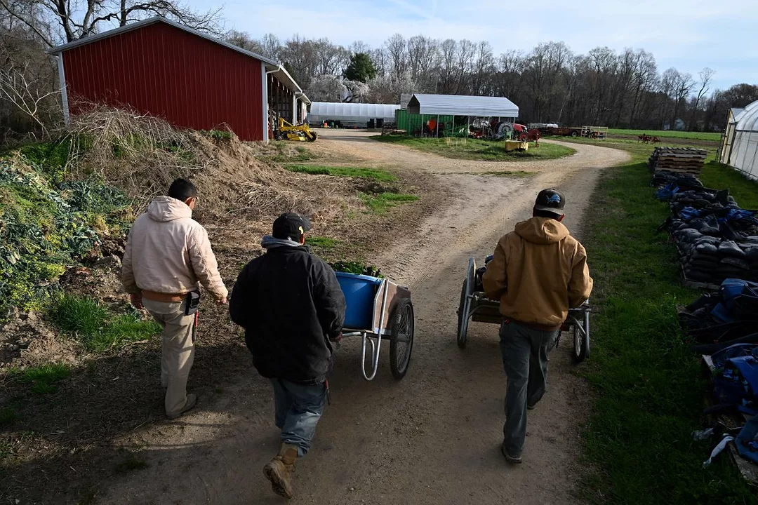 THREE WORKERS PUSH WHEELBARROWS DOWN A DIRT PATH ON A FARM