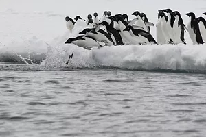 THE FIRST OF MULTIPLE PENGUINS DIVES OFF AN ICE FLOE 