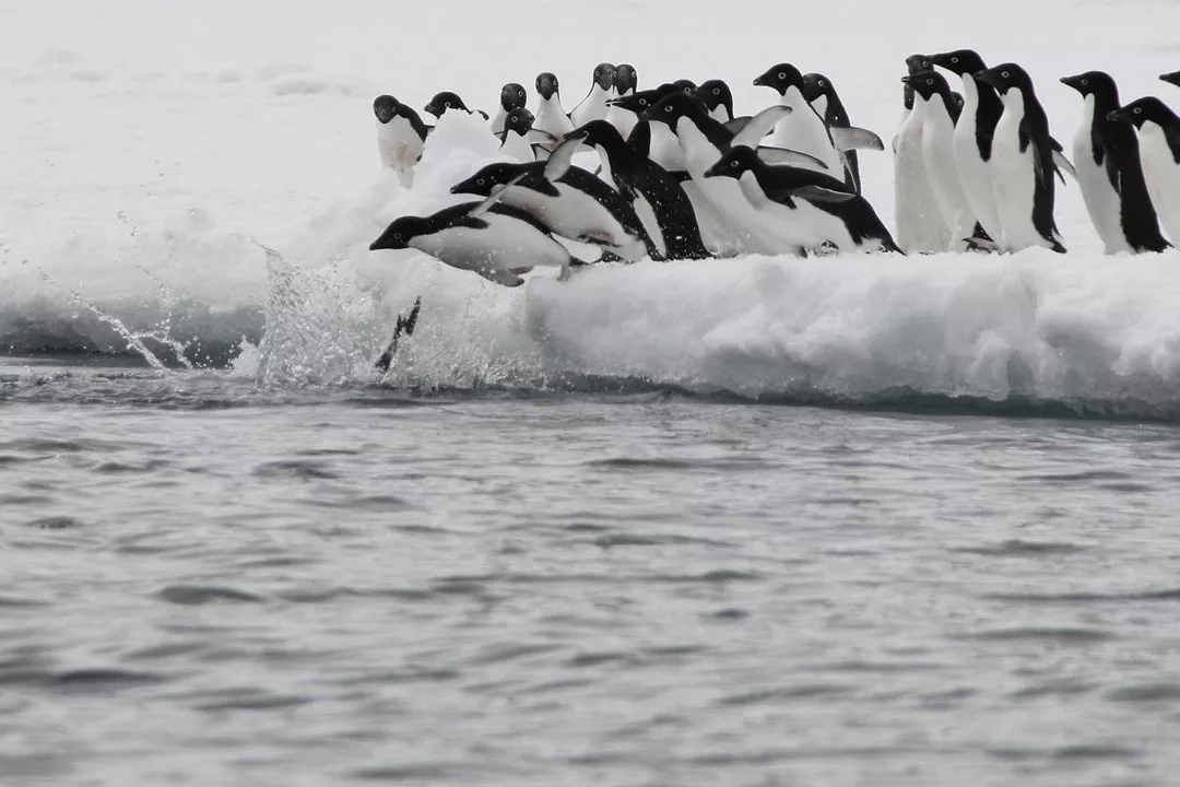 THE FIRST OF MULTIPLE PENGUINS DIVES OFF AN ICE FLOE