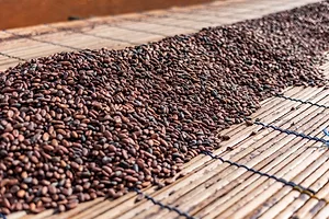 large pile of rich brown cocoa beans drying in the sun outdoors on a bamboo mat
