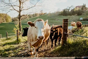 A herd of cattle moving into a barnyard through a fence on a sunny day