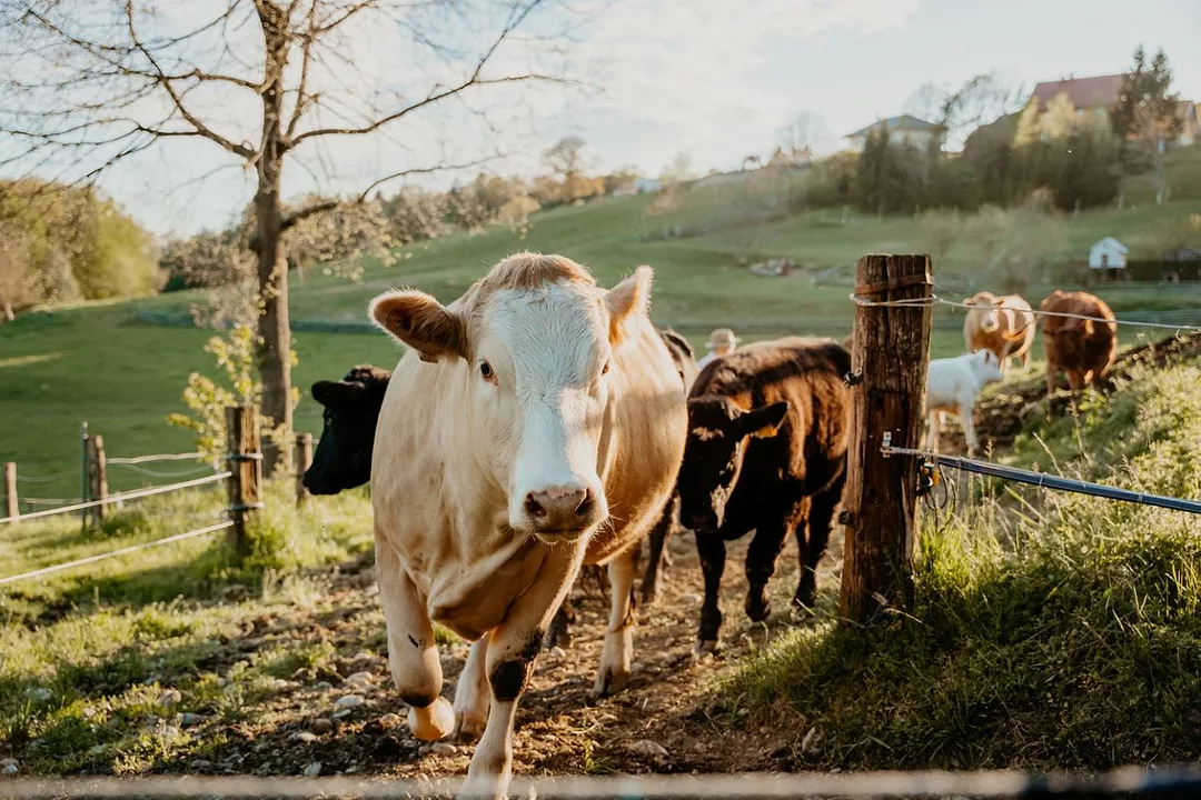 A herd of cattle moving into a barnyard through a fence on a sunny day