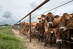 BROWN CATTLE GATHER BEHIND A METAL FENCE