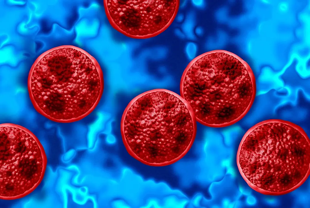 A MICROSCOPE'S VIEW OF ROUND RED PARASITES IN A BLUE MEDIUM