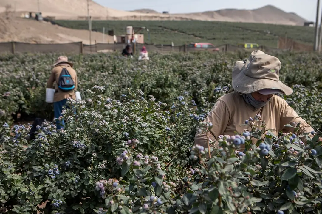 FARM WORKERS IN WIDE BRIMMED HATS WORK A FIELD OF GREEN BUSHES, ARID HILLS IN THE BACKGROUND