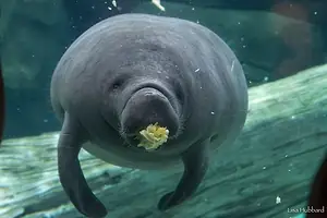 A MANATEE SWIMS UNDERWATER WITH FOOD IN ITS MOUTH