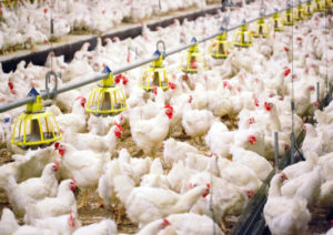 China's Chickens Need to Lay a Billion Eggs a Day. Here's How They're Going to Do It.