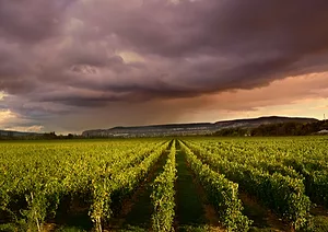 0323 winepricestorise