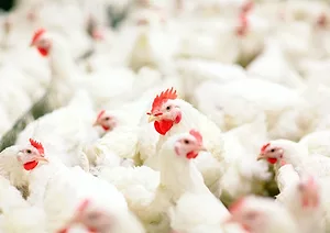 0412 yesthesechickensare
