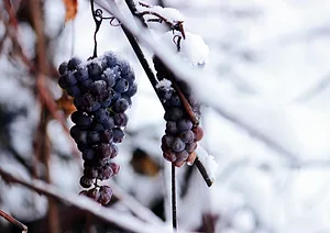 0425 worldwineoutputfalls