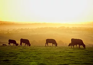0522 freerangebeefbound