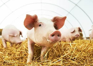 053017 therearentenoughslaughter