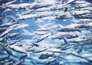 072017 fishproducersresearcherstrack