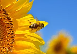 080717 beesarebouncingback