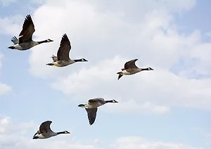 081117 boeingcopiesflyinggeese