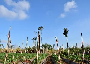 090517 whyfloridafarmerswant