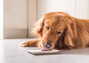 092517 thisdogfoodstartup