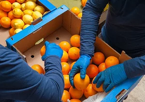 101917 floridaorangecropplunges