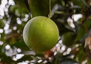 102417 tescostocksgreensatsumas